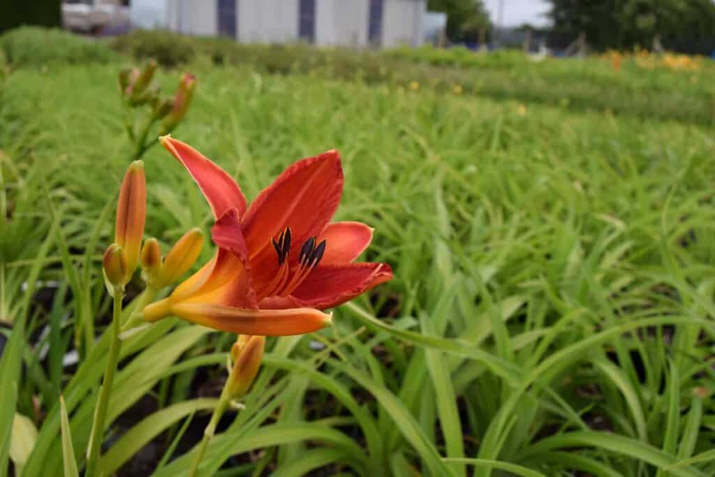 Hemerocallis 'Anzac' ---